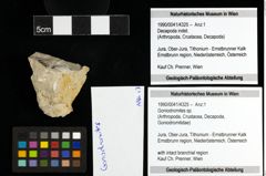 Foto (Objekt + Etiketten) von Goniodromites sp. 